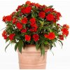 Netýkavka Beacon Bright Red F1 - Impatiens walleriana - predaj semien - 15 ks