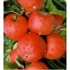 Malus domestica ´ Gala ´ podp. M26 Clt.9,5