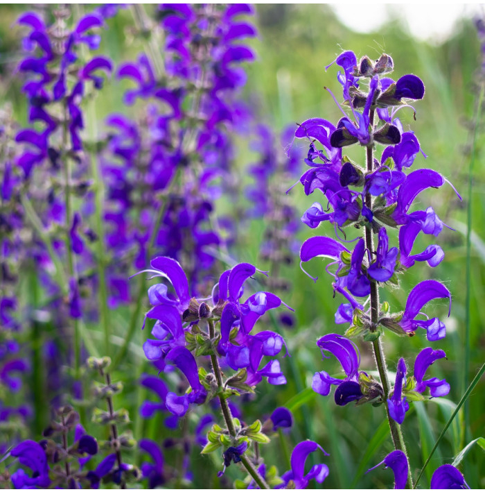 Šalvia lúčna - Salvia pratensis - semená šalvie - 150 ks