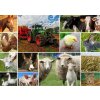 GRAFIKA Puzzle Hospodárske zvieratá 1500 dielikov