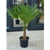 Trachycarpus fortunei vo výške 150 cm s výškou kmeňa 35 cm