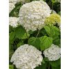 Hydrangea arborescens ´ Strong Annabelle ´ Clt. 3