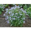 Vojnovka Heaven Scent - Polemonium, kont. 1 l