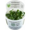 Tropica Schismatoglottis prietoi 1-2-Grow!