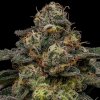 Ripper Seeds - Zombie Bride 5 ks - semená neobsahujú THC