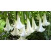 BIELUŃ / DURMAN BIELY ANJELSKÉ TRÚBKY (BRUGMANSIA ARBOREA WHITE) 3 SEMIENKA