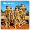 Meerkats Erdmännchen 16-Monats 2026