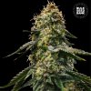 Bulk Seed Bank - Auto Runtz Gluntz 5 ks - Semená neobsahujú THC