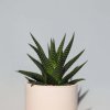 Haworthia Limifolia