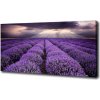 Foto obraz na plátne do obývačky Pole levanduľa 100x50 cm