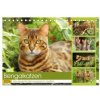 Bengalkatzen. Der elegante Mini-Leopard im Garten (Tischkalender 2026 DIN A5 quer), CALVENDO Monatskalender
