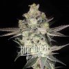 Blimburn Seeds Cannabis Seeds Gary Payton Feminized 3 ks
