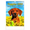 Kalendár nástenný 2026 - Puppies/Welpen/šteniatka/šteniatka