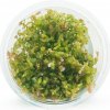 Rotala rotundifolia