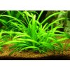 AQZ Sagittaria subulata Rastliny: /in-Vitro LAB Ø 7 cm/