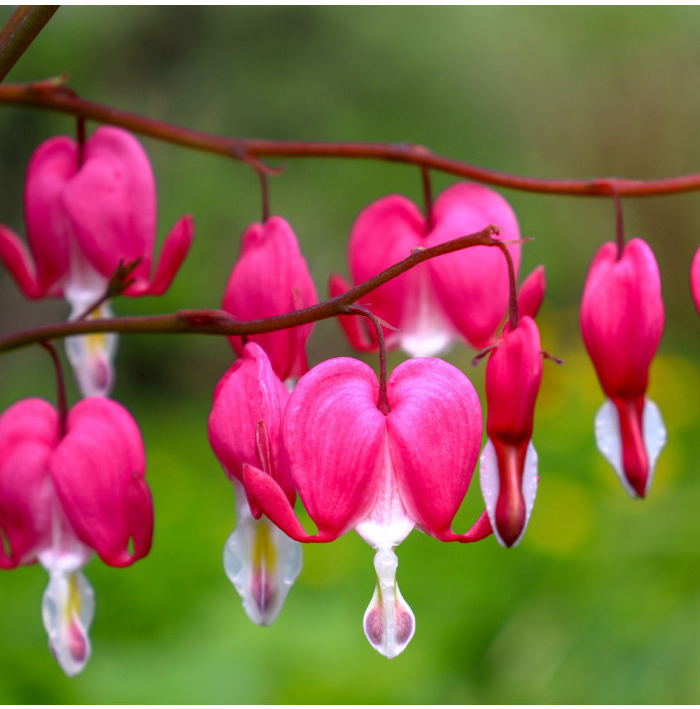 Srdcovka nádherná - Dicentra spectabilis - hľuzy srdcovky - 1 ks