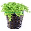 Hemianthus callitrichoides „Cuba“