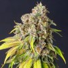 PowerStrains - 60 Day Grapefruit Auto 5 ks - semená neobsahujú THC