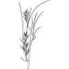 Palmarosa olej 100% Bio Alteya 10 ml