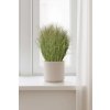 eshop-kvetinace.sk Umelá tráva v krémovom kvetináči RELVA, plast, výška 80 cm, zelená