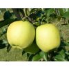 Jabloň GOLDEN DELICIUS zimná podpník M26