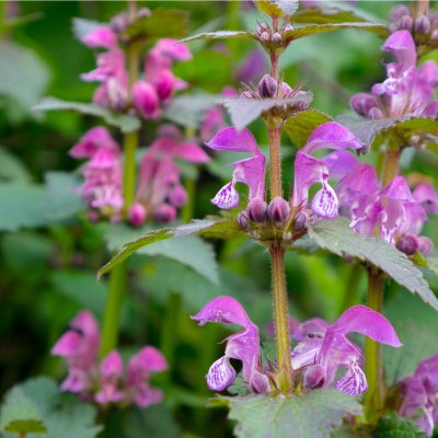 Kocúrnik obyčajný ružový Pink Cat - Nepeta nervosa - semená kocúrnika - 15  ks od 2,08 € - Heureka.sk