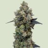 Royal Queen Seeds Orbital Banana F1 semena neobsahují THC 5 ks