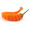 Cayenne orange (semená) chilli