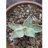 Agave isthmensis 'Kabutogani' v šírke 12 cm, výške 6 cm