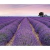 Komar Vliesová fototapeta Provence 300 x 250 cm