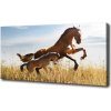 Foto obraz na plátne Kobyla a žriebä 100x50 cm