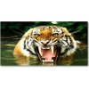 Foto obraz akrylový Revúci tigre 100x50 cm