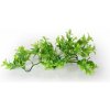 Unionstar Ficus M 30 cm