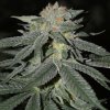 Cream Of The Crop - Lemon Venom 10 ks - Semená neobsahujú THC