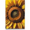 Vymalujsisam.sk Maľovanie podľa čísiel - Kvet slnečnice Veľkosť: 20x30cm, Rám: Na plastovej doske