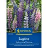 Kiepenkerl Lupinus polyphyllus