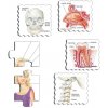 Larsen Vzdelávacie puzzle Naše telo 35 dielikov