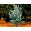 Eukalyptus gunnii, výška 150-200 cm, kvetináč 18 l
