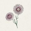 Jora Dahl Helichrysum bracteatum 