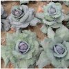 Kapusta hlávková červená Rufus - Brassica oleracea - semená kapusty - 150 ks