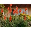 Aloe spinosissima, výška 30 cm, kvetináč 12 l