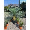 Yucca rostrata s výškou kmeňa 40 cm, v celkovej výške 170 cm