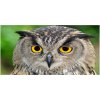 Foto obraz sklo tvrzené sova 100x50 cm