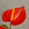 Anthurium Andraeanum Joli orange