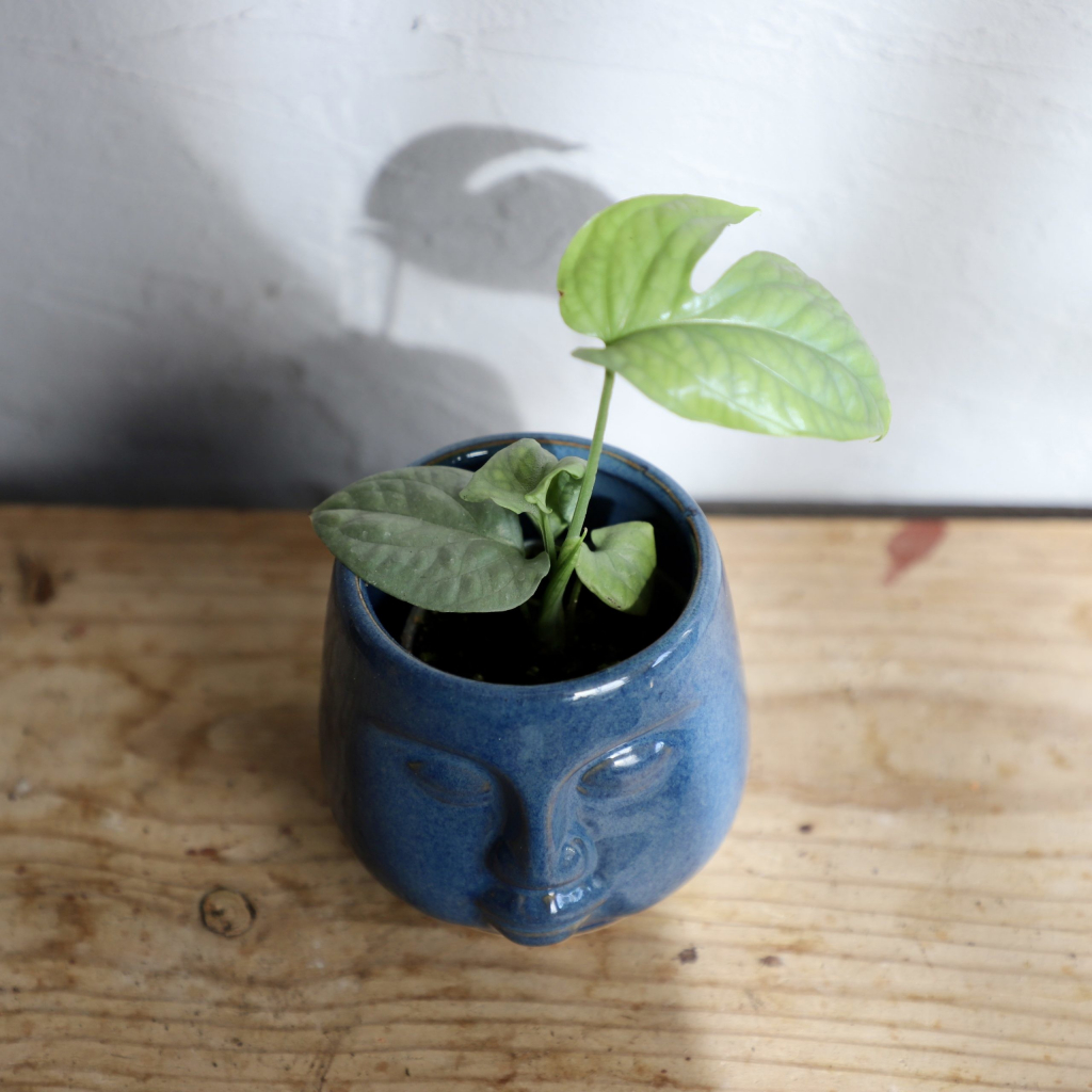 Monstera Amydrium Medium Silver baby