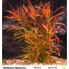 AQZ Ludwigia brevipes Rastliny: /in-Vitro LAB Ø 7 cm/