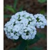 Klinček bradatý Sweet William - Dianthus barbatus - predaj semien - 150 ks
