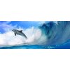 ForWall Fototapeta panoramatická vliesová Dolphins 250 x 104 cm