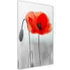 Vertikálny foto obraz sklenený Polné maky 50x100 cm