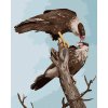 zuty Zuty - Maľovanie Podľa Čísel - Sup Na Strome (D. Rusty Rust), 40X50 Cm, Plátno+Rám (8596530164579)